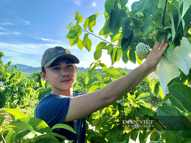 Quảng Bình: Trồng 600 cây na Thái, mới hái trái bói đã thu 1 tấn, lãi hơn 100 triệu đồng - Ảnh 2.