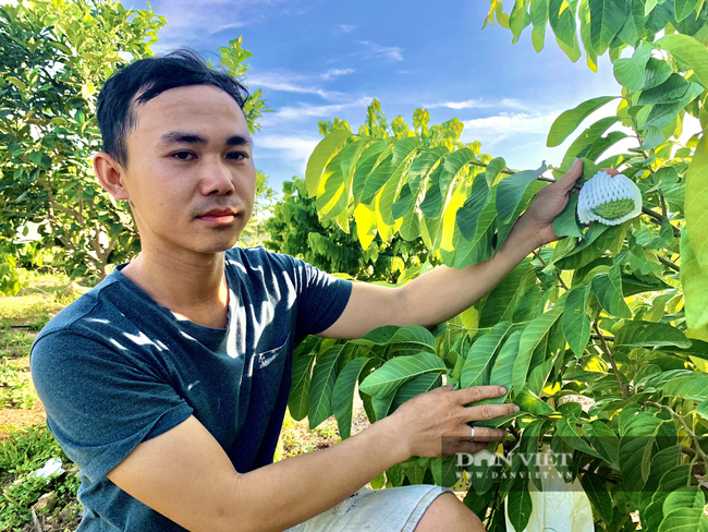 Quảng Bình: Trồng 600 cây na Thái, mới hái trái bói đã thu 1 tấn, lãi hơn 100 triệu đồng - Ảnh 3.