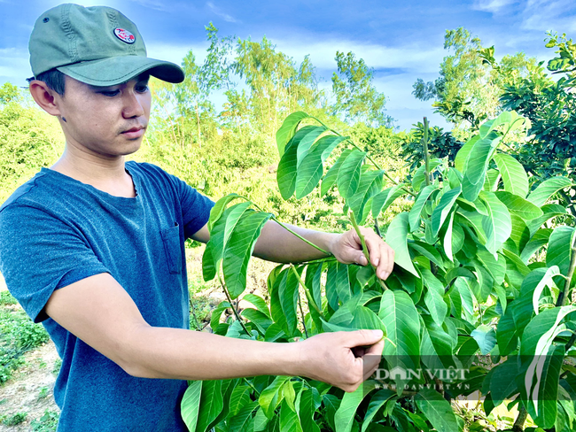 Quảng Bình: Trồng 600 cây na Thái, mới hái trái bói đã thu 1 tấn, lãi hơn 100 triệu đồng - Ảnh 4.