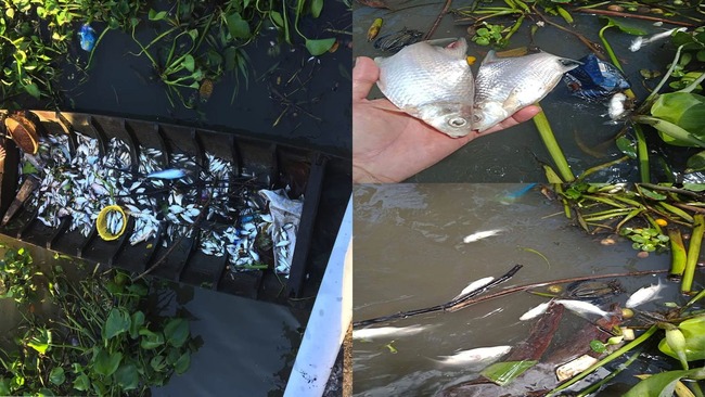 Cần Thơ: Cá chết hàng loạt ở huyện Phong Điền, nguyên nhân gì mà ngành nông nghiệp khuyên người dân không vớt lên ăn? - Ảnh 1.
