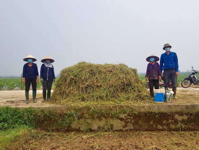 Biến rơm rạ thành phân hữu cơ, nhà nông hưởng lợi kép - Ảnh 3.