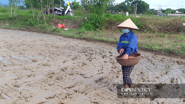 Hà tĩnh: Nông dân tích cực phục hồi sản xuất vụ Hè Thu sau bão số 2 - Ảnh 8.