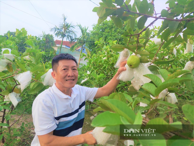 “Cơn bão” Covid-19 khiến ổi rẻ như cho, nông dân Hà Tĩnh đứng ngồi không yên - Ảnh 2.