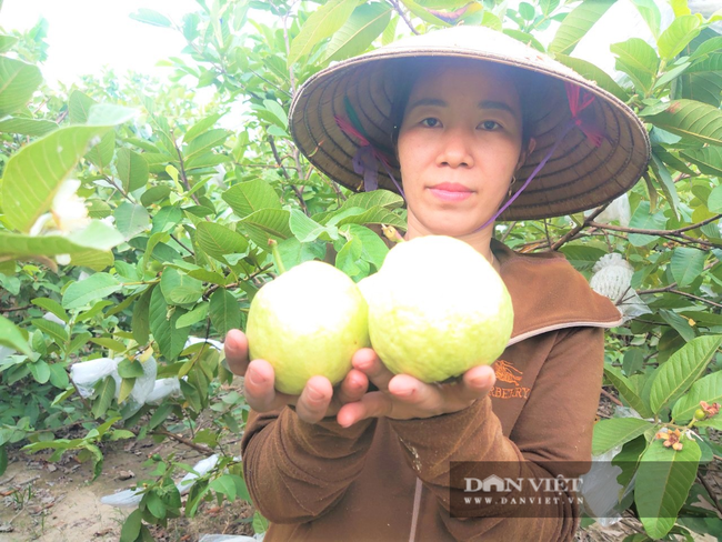 “Cơn bão” Covid-19 khiến ổi rẻ như cho, nông dân Hà Tĩnh đứng ngồi không yên - Ảnh 3.