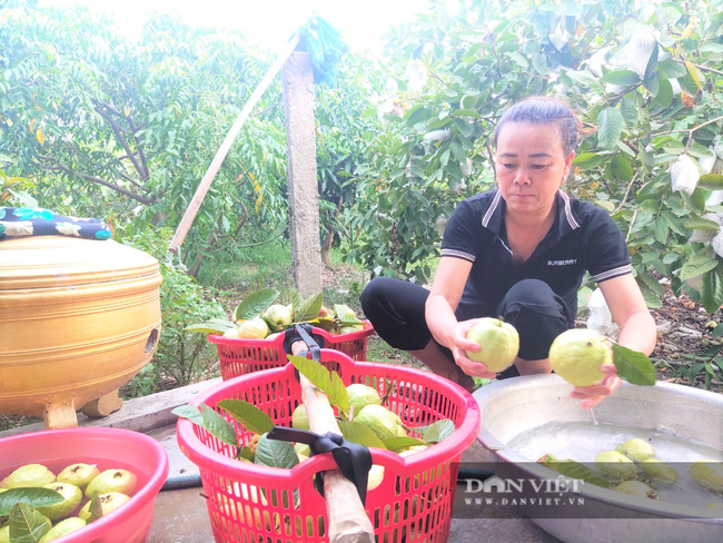 “Cơn bão” Covid-19 khiến ổi rẻ như cho, nông dân Hà Tĩnh đứng ngồi không yên - Ảnh 6.