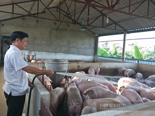 Giá lợn hơi giảm sâu:  Người nuôi gánh thêm thua lỗ  - Ảnh 1.