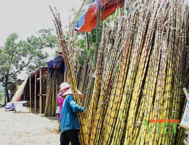 Hoà Bình: Nông dân than trời vì giá bán mía trắng ép nước rớt giá thảm - Ảnh 4.