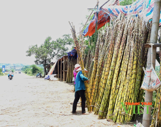 Hoà Bình: Nông dân than trời vì giá bán mía trắng ép nước rớt giá thảm - Ảnh 1.