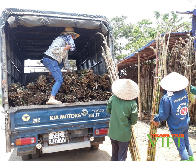 Hoà Bình: Nông dân than trời vì giá bán mía trắng ép nước rớt giá thảm - Ảnh 2.