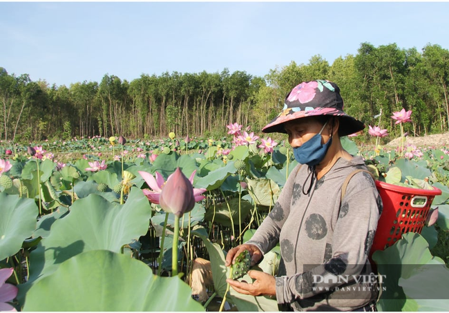 Quảng Nam: Trồng sen trên đất lúa kém hiệu quả, nông dân “rủng rỉnh” thu hàng trăm triệu đồng mỗi năm - Ảnh 1.