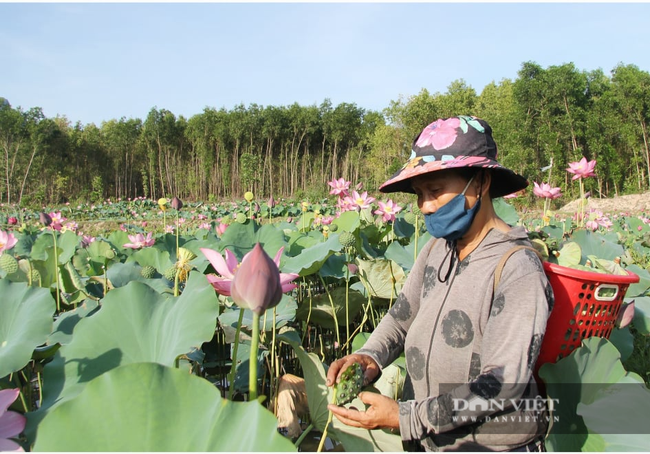 Trồng sen nuôi cá mỗi năm lãi hơn 80 triệu đồng