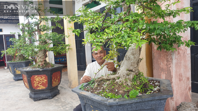 Ninh Bình: Chiêm ngưỡng dàn mai chiếu thủy cổ thụ có một không hai, khiến nhiều dân chơi cây thèm khát. - Ảnh 2.