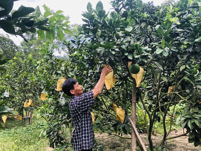 Nong Dan Hoa Hợp Rủ Nhau Trồng Loại Cay Nay Tren đất đồi Chẳng Mấy Ma Nhiều Triệu Phu Ra đời