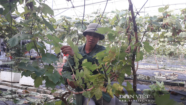 Thái Nguyên: Đam mê nông nghiệp công nghệ cao, chàng kỹ sư trẻ biến mảnh đất 5.000m2 thành khu vườn vạn người mơ ước - Ảnh 6.