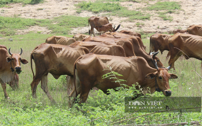 Trên địa bàn tỉnh Tây Ninh hiện có 11.000 con trâu; 100.000 con bò, 13.591 con bò sữa. (Ảnh: Trần Khánh)