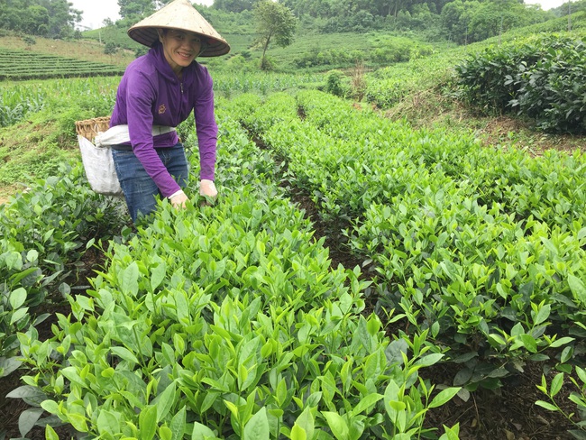 Liên kết trồng chè qua chi, tổ hội nghề nghiệp  - Ảnh 1.