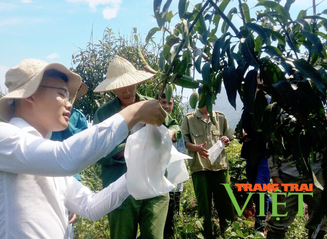 Lai Châu: Phát triển cây ăn quả có giá trị kinh tế cao để giảm nghèo bền vững   - Ảnh 3.