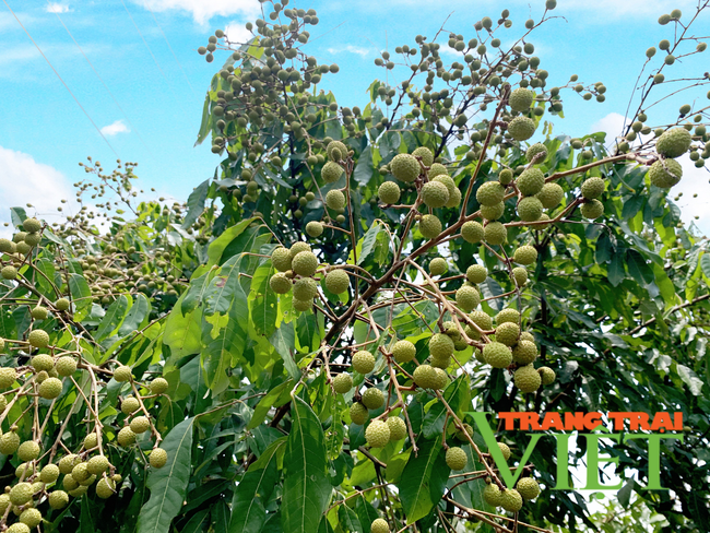 Lai Châu: Phát triển cây ăn quả có giá trị kinh tế cao để giảm nghèo bền vững   - Ảnh 4.