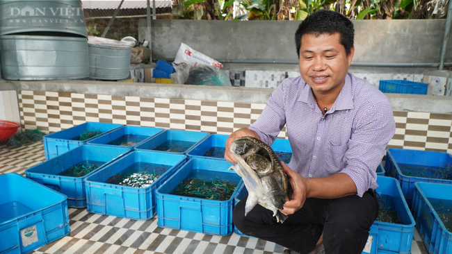 Nam Định: Bỏ làm công nhân về quê nuôi ba ba, 8x đổi đời, thu tiền tỷ mỗi năm  - Ảnh 1.