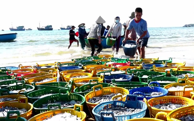 Ngư dân Bình Thuận vận chuyển cá cơm vừa đánh bắt lên bờ. (Ảnh: Ngọc Lân)