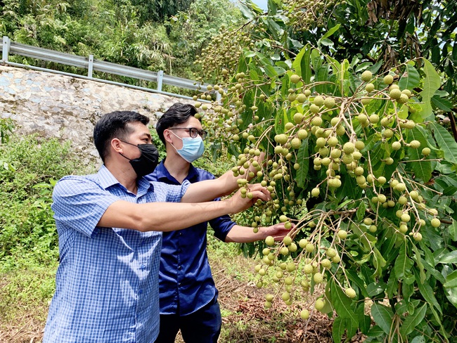 Lai Châu: Phát triển cây ăn quả có giá trị kinh tế cao để giảm nghèo bền vững - Ảnh 1.