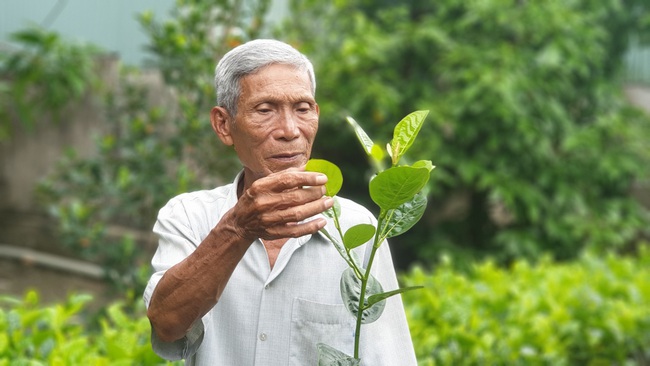 Mít không hạt “vinh danh” lão nông Út Mẫn - Ảnh 1.