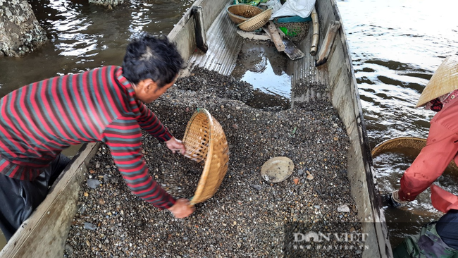 Ngôi làng có nghề ăn tới mần lui, chuyên tìm sinh vật bé bằng móng tay, bán ngày nửa triệu - Ảnh 1.