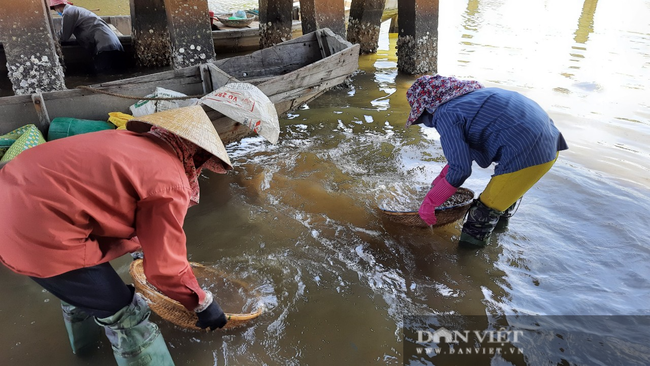 Ngôi làng có nghề ăn tới mần lui, chuyên tìm sinh vật bé bằng móng tay, bán ngày nửa triệu - Ảnh 3.