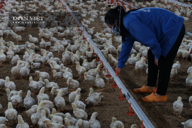 Tập đoàn nuôi gà lạnh huy động hơn 1.000 nhân viên ủng hộ Quỹ vaccine phòng chống Covid-19 - Ảnh 5.