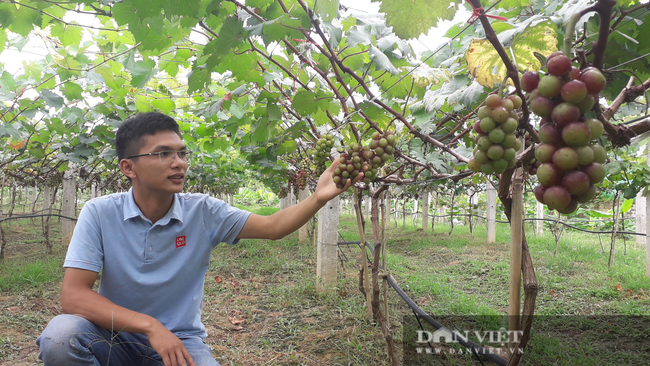 Mang giống cây hiếm về trồng, chàng thạc sỹ nông nghiệp 9x Thái Nguyên thu nhiều quả ngọt - Ảnh 1.