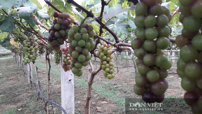 Mang giống cây hiếm về trồng, chàng thạc sỹ nông nghiệp 9x Thái Nguyên thu nhiều quả ngọt - Ảnh 3.