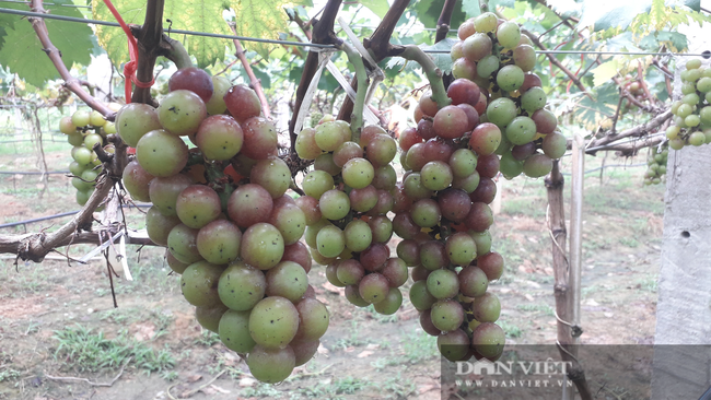 Mang giống cây hiếm về trồng, chàng thạc sỹ nông nghiệp 9x Thái Nguyên thu nhiều quả ngọt - Ảnh 6.