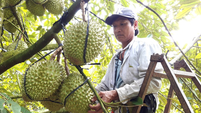 Nông dân ngậm ngùi nhìn trái chín rụng khắp vườn - Ảnh 1.