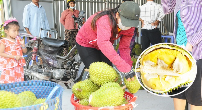 ĐBSCL: Vì sao nhiều nông sản rớt giá nhưng sầu riêng giá vẫn cao - Ảnh 1.