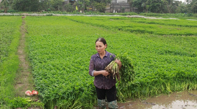 “Bà đỡ” giúp người nghèo vượt đại dịch - Ảnh 1.