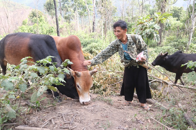 Lão nông miền biên viễn “giấu” tiền tỷ trong rừng - Ảnh 1.