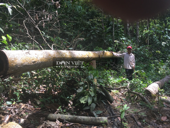 Bình Phước: Xác minh vụ phá rừng và để hơn 8.000 m3 gỗ “tự mục tại hiện trường” - Ảnh 1.
