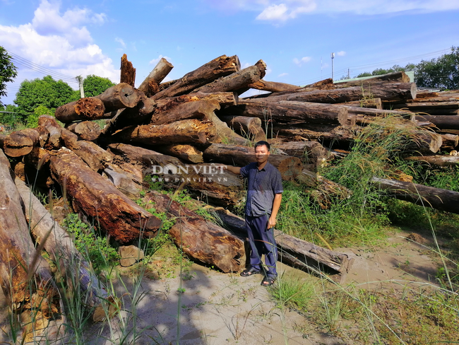 Bình Phước: Xác minh vụ phá rừng và để hơn 8.000 m3 gỗ “tự mục tại hiện trường” - Ảnh 5.