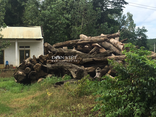Bình Phước: Xác minh vụ phá rừng và để hơn 8.000 m3 gỗ “tự mục tại hiện trường” - Ảnh 6.