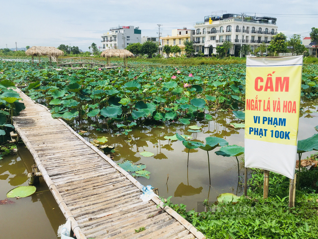 Ninh Bình: Trồng sen Nhật cho du khách chụp ảnh thu tiền triệu mỗi ngày - Ảnh 6.