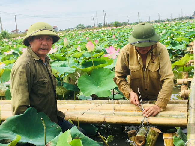 Ninh Bình: Trồng sen Nhật cho du khách chụp ảnh thu tiền triệu mỗi ngày - Ảnh 7.