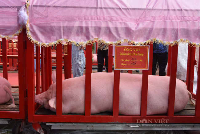 Những chú lợn trở thành &quot;ông Voi&quot; được rước kiệu trong lễ hội đình Trà Cổ - Ảnh 3.