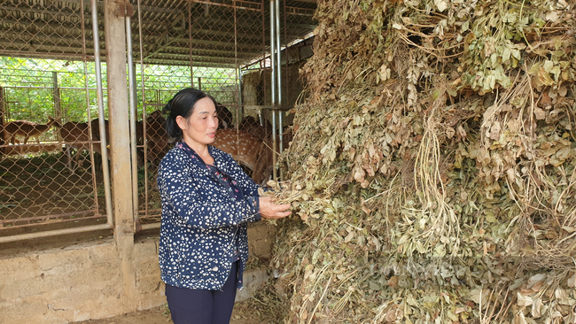 Ninh Bình: Nuôi con ăn lá rừng, uống nước lã, nông dân này lãi tiền tỷ/năm - Ảnh 6.