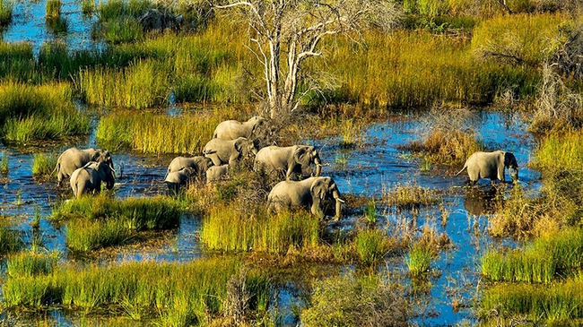 Botswana: Tour Safari nước độc lạ với thuyền độc mộc Mokoro của bộ lạc Bayei - Ảnh 1.