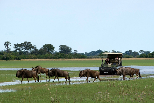 Botswana: Tour Safari nước độc lạ với thuyền độc mộc Mokoro của bộ lạc Bayei - Ảnh 9.