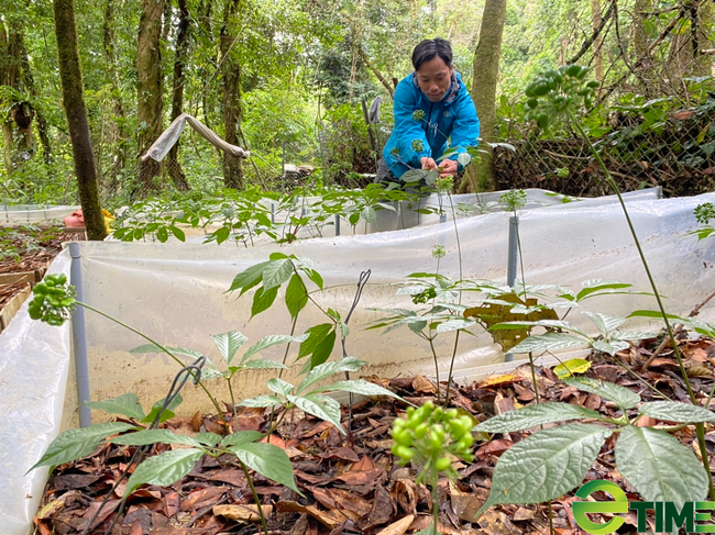 Quảng Nam: Công ty Sâm Việt Linh được lập thủ tục thuê môi trường rừng để trồng cây “Quốc bảo” - Ảnh 3.