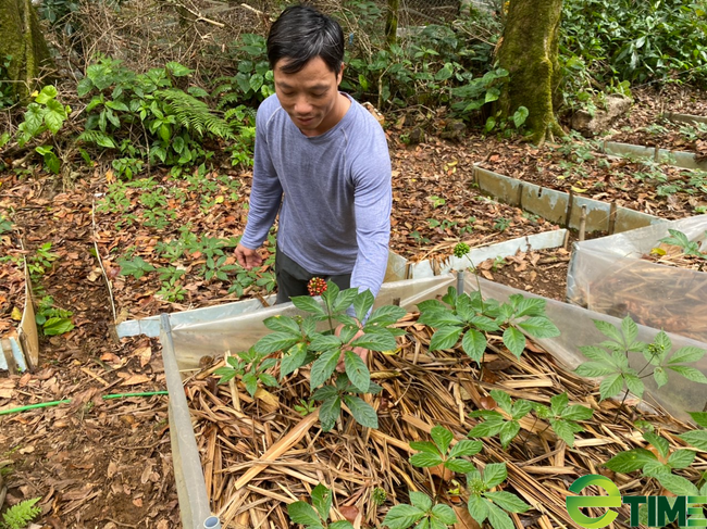 Quảng Nam: Công ty Sâm Việt Linh được lập thủ tục thuê môi trường rừng để trồng cây “Quốc bảo” - Ảnh 4.