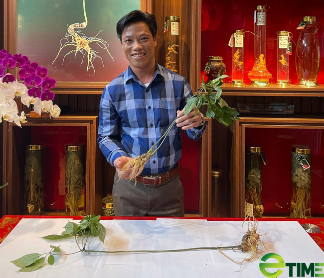 Quảng Nam: Công ty Sâm Việt Linh được lập thủ tục thuê môi trường rừng để trồng cây “Quốc bảo” - Ảnh 7.