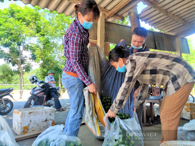 Dịch bệnh phức tạp, nông dân trồng chanh Hà Tĩnh &quot;đứng ngồi không yên&quot; - Ảnh 9.