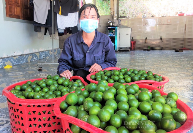 Dịch bệnh phức tạp, nông dân trồng chanh Hà Tĩnh &quot;đứng ngồi không yên&quot; - Ảnh 6.